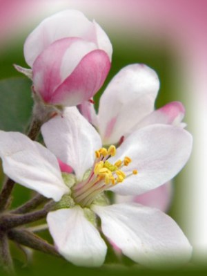 苹果花,苹果花图片