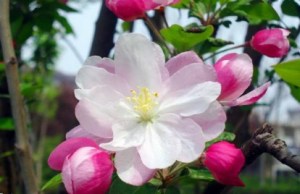 苹果花,苹果花图片