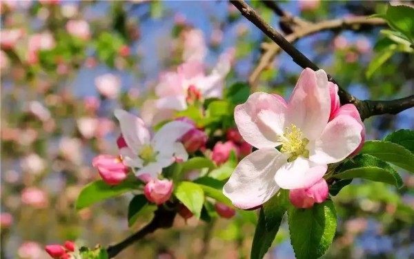 苹果花,苹果花图片