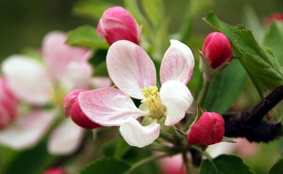 苹果花,苹果花图片