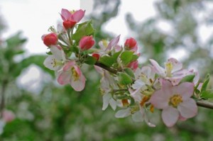 苹果花,苹果花图片