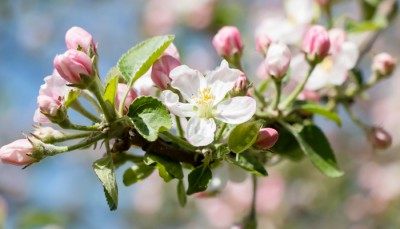 苹果花,苹果花图片
