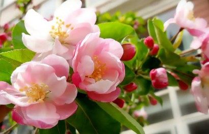 苹果花,苹果花图片