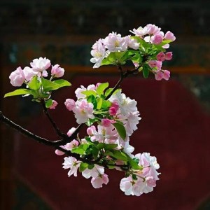 苹果花,苹果花图片
