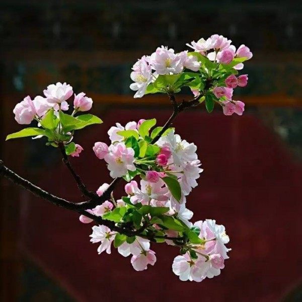 苹果花,苹果花图片