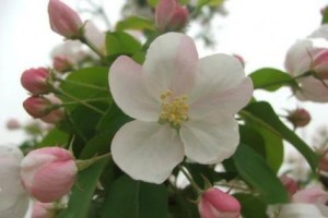 苹果花,苹果花图片