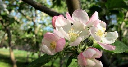 苹果花,苹果花图片