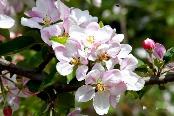苹果花,苹果花图片