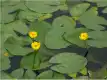 萍蓬草图片