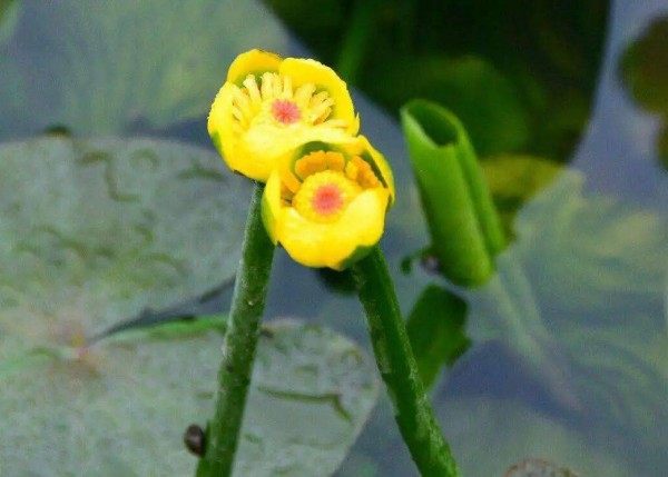 萍蓬草,萍蓬草图片