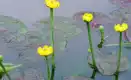 萍蓬草图片