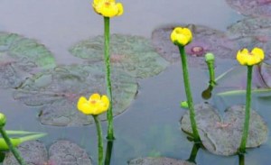 萍蓬草,萍蓬草图片