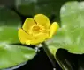 萍蓬草图片