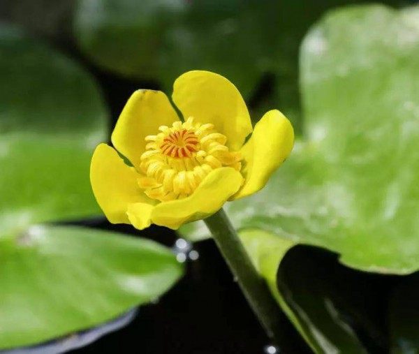 萍蓬草,萍蓬草图片