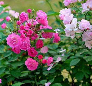 蔷薇花,蔷薇花图片