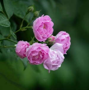 蔷薇花,蔷薇花图片