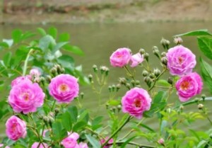 蔷薇花,蔷薇花图片