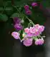蔷薇花图片