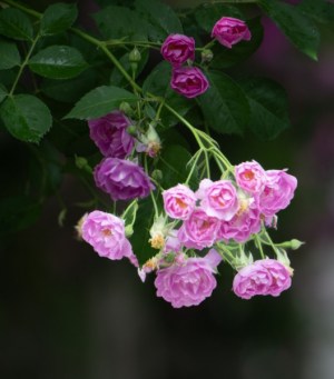 蔷薇花,蔷薇花图片