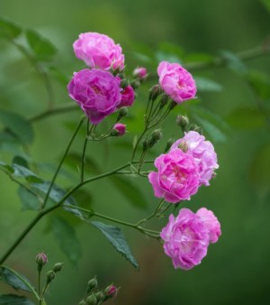 蔷薇花,蔷薇花图片