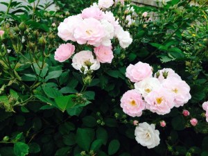 蔷薇花,蔷薇花图片