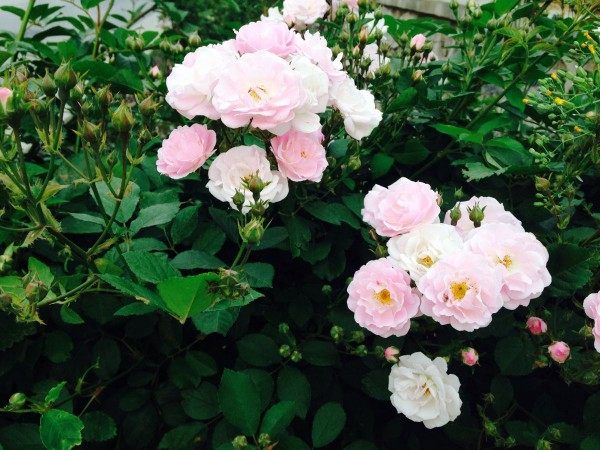 蔷薇花,蔷薇花图片