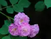 蔷薇花图片