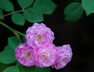 蔷薇花,蔷薇花图片