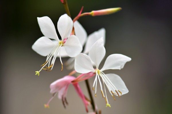 千鸟花,千鸟花图片