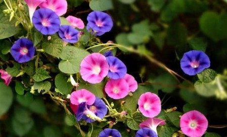 牵牛花,牵牛花图片