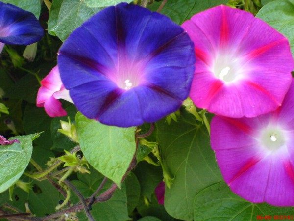 牵牛花,牵牛花图片