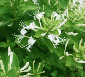 忍冬花,忍冬花图片