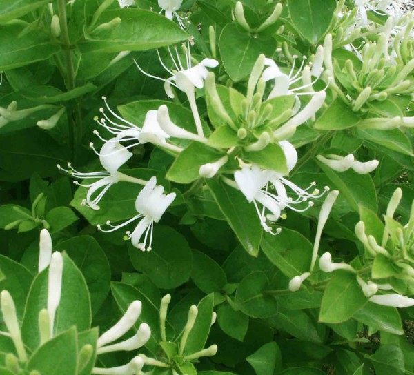 忍冬花,忍冬花图片