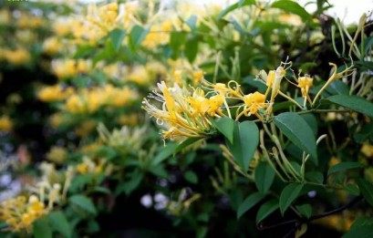 忍冬花,忍冬花图片
