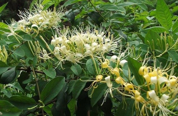 忍冬花,忍冬花图片