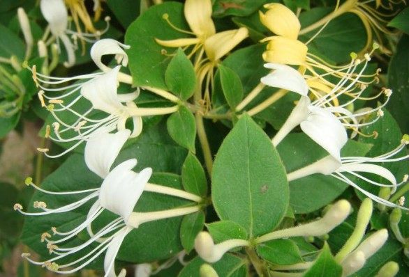 忍冬花,忍冬花图片