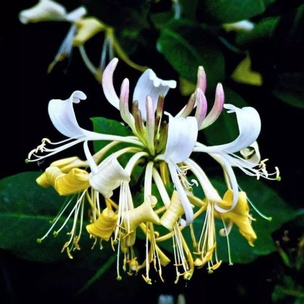 忍冬花,忍冬花图片
