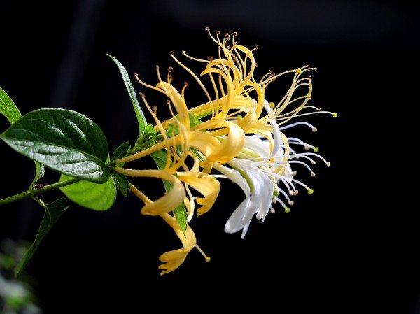 忍冬花,忍冬花图片