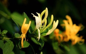 忍冬花,忍冬花图片