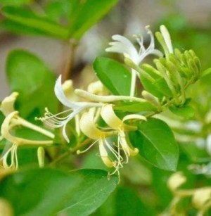忍冬花,忍冬花图片