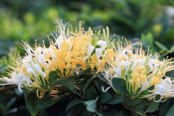 忍冬花,忍冬花图片