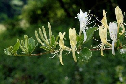 忍冬花,忍冬花图片