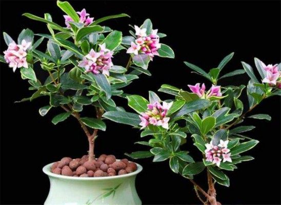 瑞香花,瑞香花图片