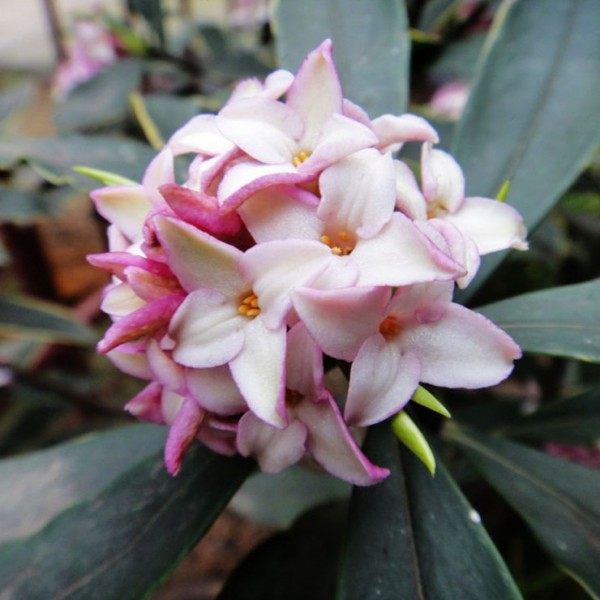瑞香花,瑞香花图片