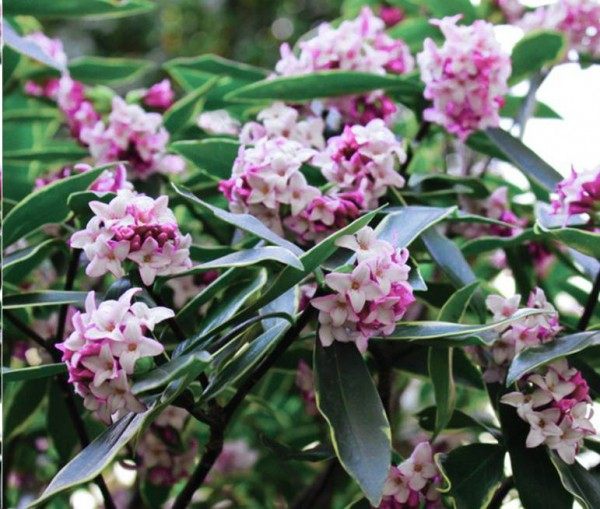 瑞香花,瑞香花图片