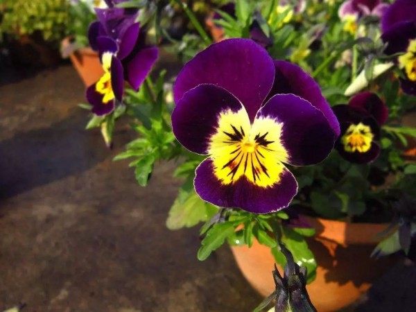 三色堇,三色堇图片