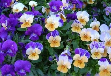 三色堇,三色堇图片