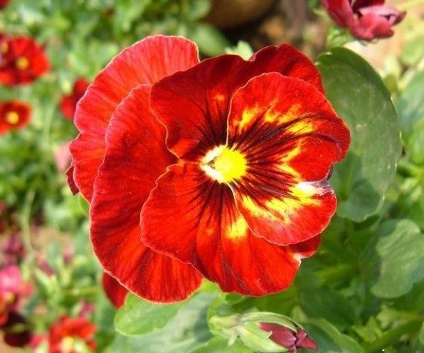 三色堇,三色堇图片