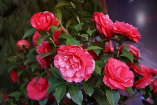 山茶花,山茶花图片