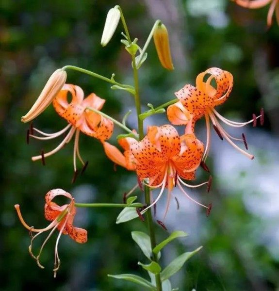 山丹花,山丹花图片
